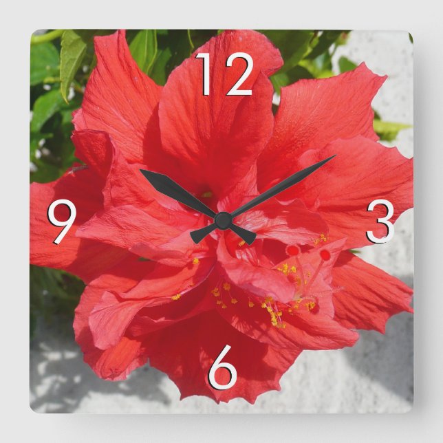 Red Double Hibisken Blume Quadratische Wanduhr (Vorderseite)