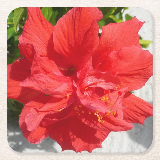Red Double Hibisken Blume Rechteckiger Pappuntersetzer (Vorderseite)
