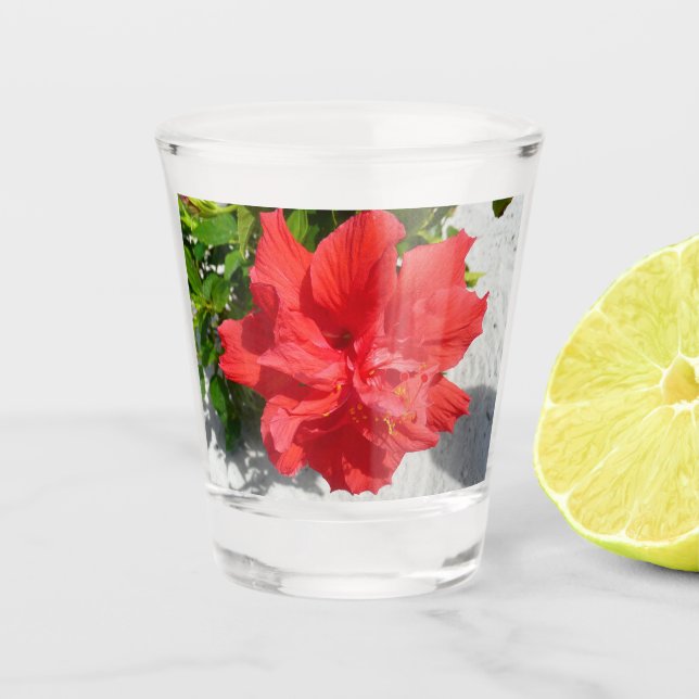 Red Double Hibisken Blume Schnapsglas (Vorderseite)
