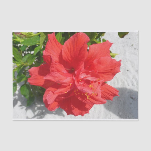 Red Double Hibisken Blume Seidenpapier (Vorderseite)