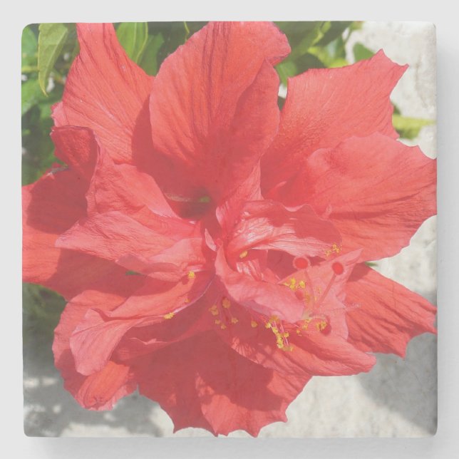 Red Double Hibisken Blume Steinuntersetzer (Vorderseite)