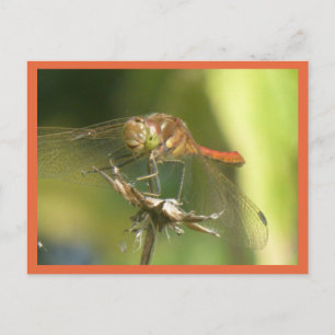 Red Dragonfly Nah Up DIC Postkarte