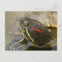 Red Eared Slider Turtle