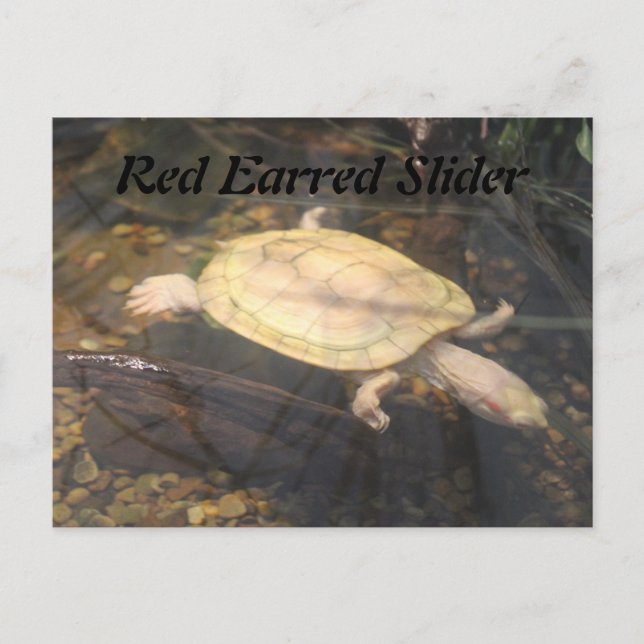 Red Earred Slider Postkarte (Vorderseite)