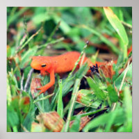 Red Eft Orange Salamander Nature 1