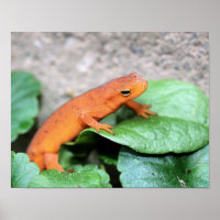 Red Eft Orange Salamander Nature 2