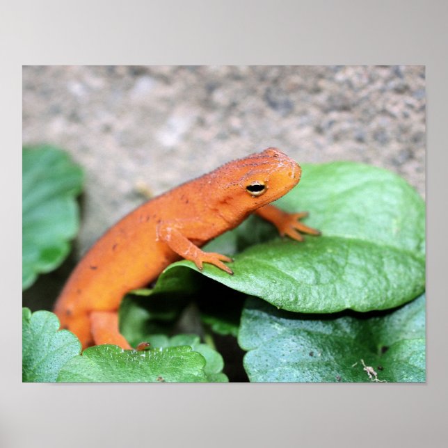 Red Eft Orange Salamander Nature 2 Poster (Vorne)