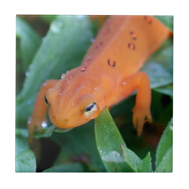 Red Eft Orange Salamander Nature Fliese (Vorderseite)
