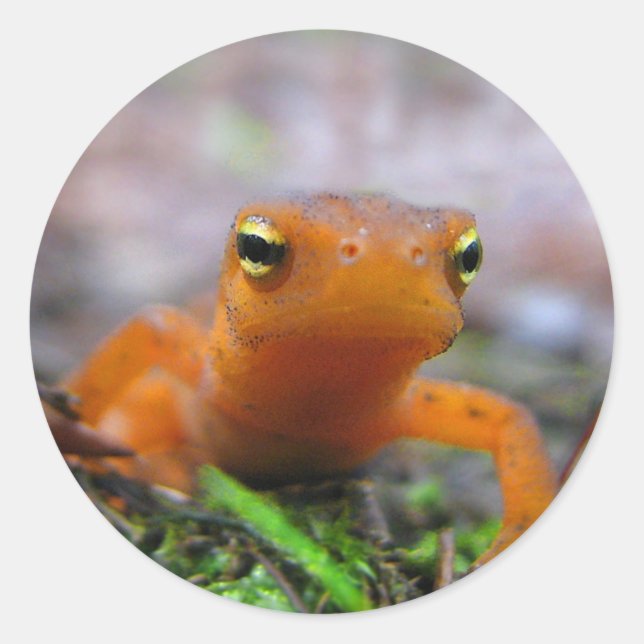 Red Eft Runder Aufkleber (Vorderseite)