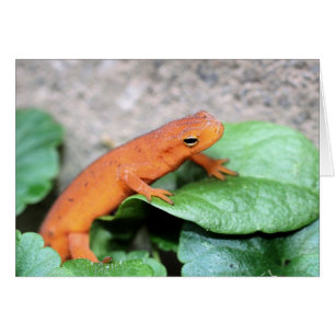 Red Eft Salamander Nature Fotocard