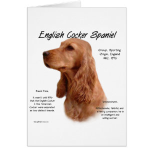 Red English Cocker Histoire de l'Espagne