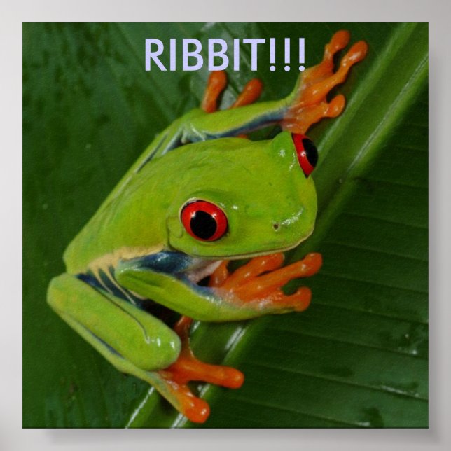 Red-Eye-Tree-Frog, RIBBIT!! Poster (Vorne)