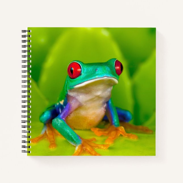 Red-eyed tree frog, Costa Rica Notizbuch (Vorderseite)
