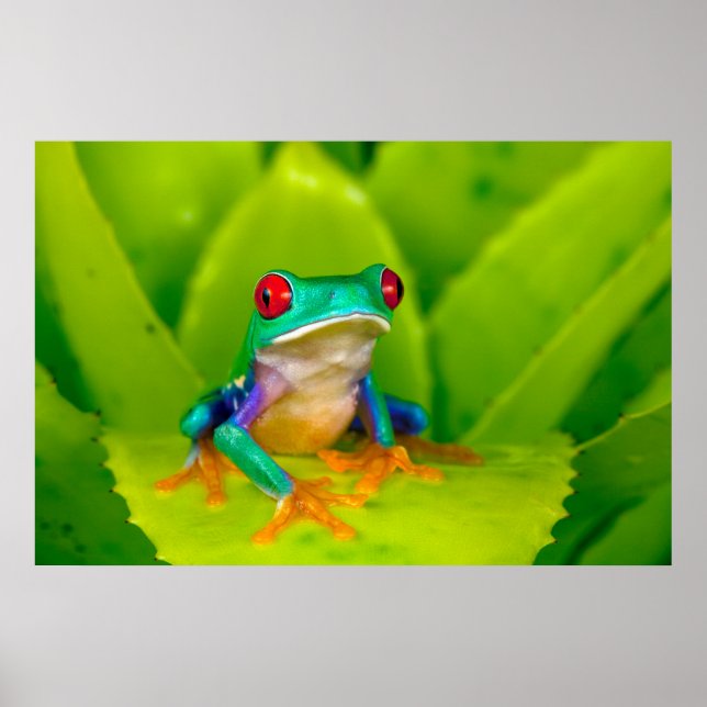 Red-eyed tree frog, Costa Rica Poster (Vorne)