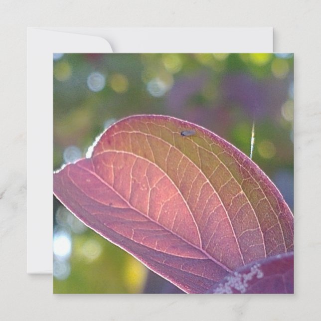 Red Fall Leaf und Bokeh-Flachkarte (Vorderseite)