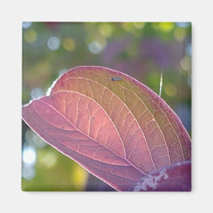 Red Fall Leaf und Bokeh Magnet