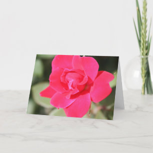 Red Favorite Floribunda Rose Karte