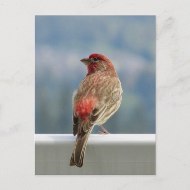Red Finch Checking out the View. Postkarte (Vorderseite)