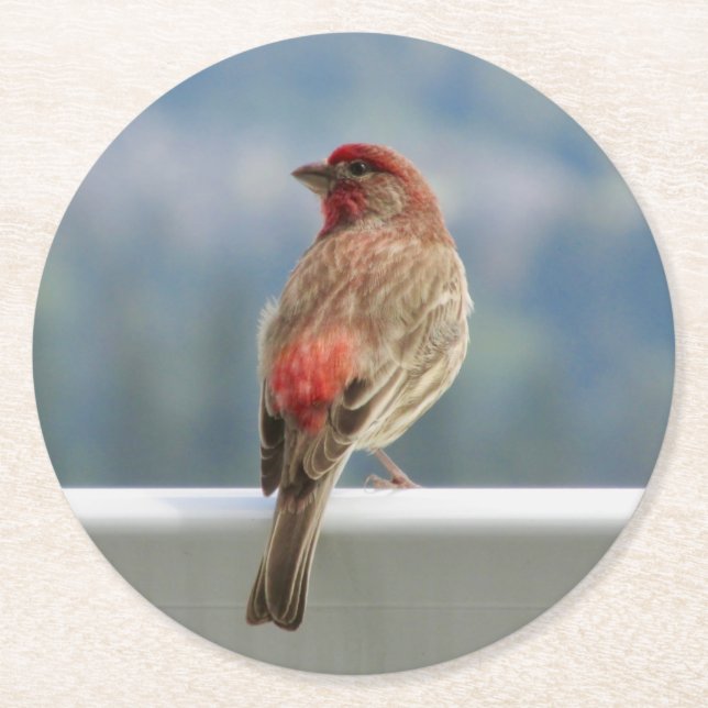 Red Finch Checking out the View. Runder Pappuntersetzer (Vorderseite)