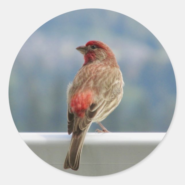 ​ Red Finch Überprüfen Sie die Ansicht. Runder Aufkleber (Vorderseite)