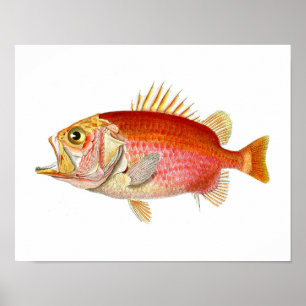 Red Fish Antique Fish Print no. 6 Beach Deco Poster