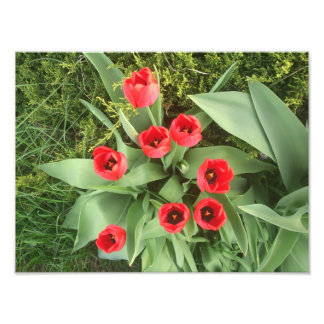 Red Floral Fotodruck