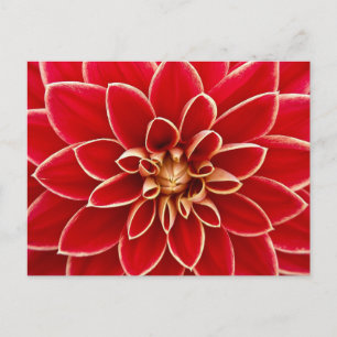 Red Floral Postcard Postkarte