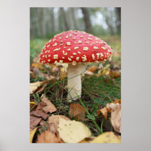 Red Fly Agaric Poster