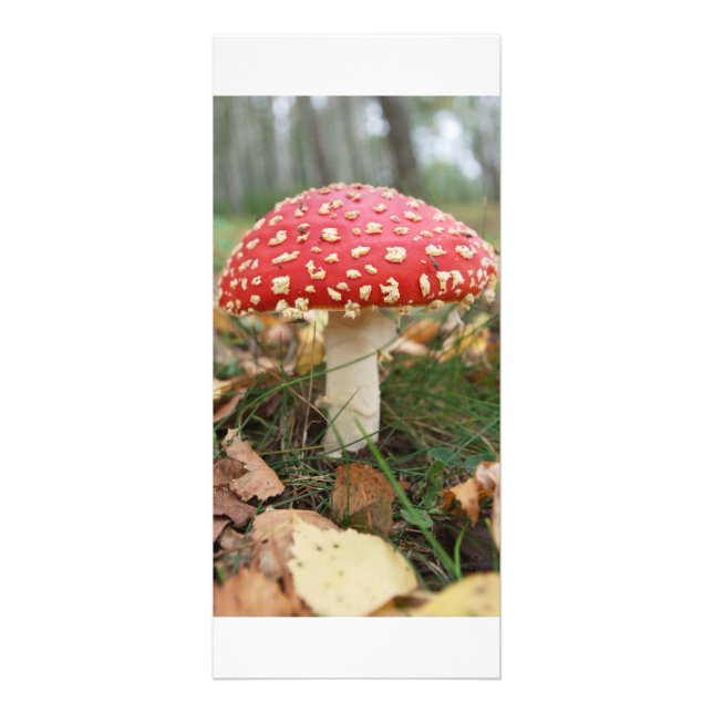 Red Fly Agaric Rack Card Werbekarte (Vorne)