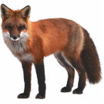 Red Fox 5"x7" Wildlife Ornament Fotoskulptur Ornament<br><div class="desc">Wenn du Natur,  Wildtiere und Rotfuchs Liebe,  dann ist dieser Schmuck für dich. Dekorieren Sie Ihren Weihnachtsbaum mit einem Holzmotiv und dieses Ornament wird perfekt sein.</div>