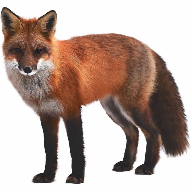 Red Fox 5"x7" Wildlife Ornament Fotoskulptur Ornament (Vorne)