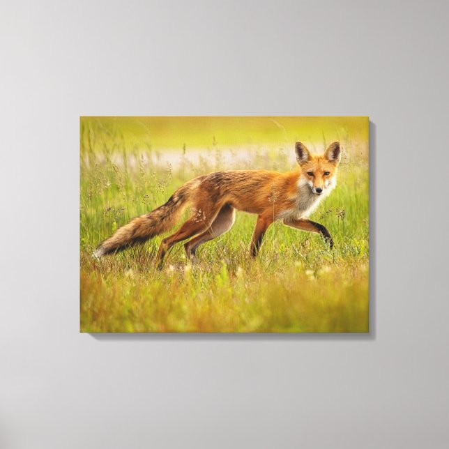 Red Fox Adult Canvas Print Leinwanddruck (Vorderseite)