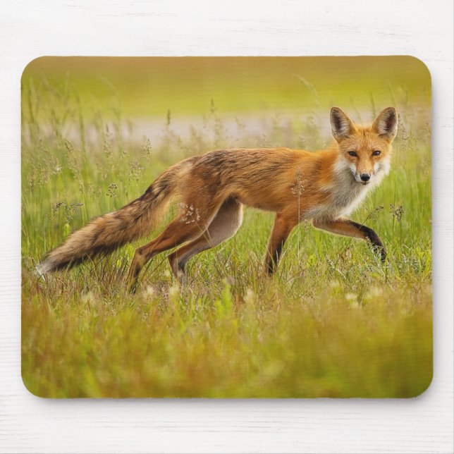 Red Fox Adult Mousepad (Vorne)