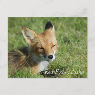 Red Fox Alaska Postkarte