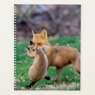 Red Fox and Kit 2024 Planer