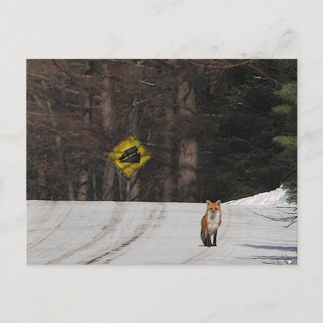 Red Fox auf der Hilltop Postkarte (Vorderseite)