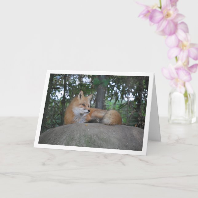 Red Fox auf Rock Karte (Orchidee)