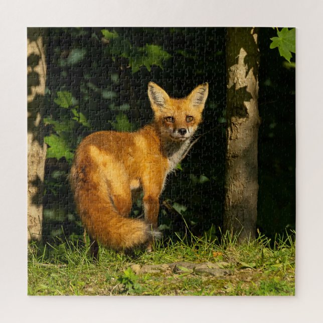 Red Fox Beauty (Vertikal)
