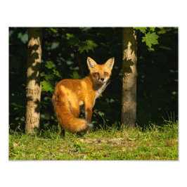 Red Fox Beauty Fotodruck