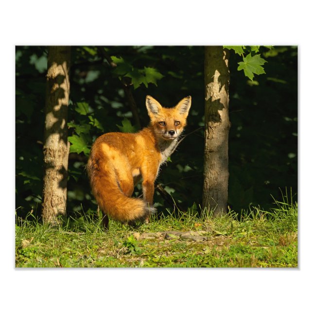 Red Fox Beauty Fotodruck (Vorne)