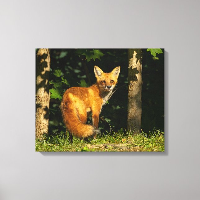 Red Fox Beauty Leinwanddruck (Vorderseite)