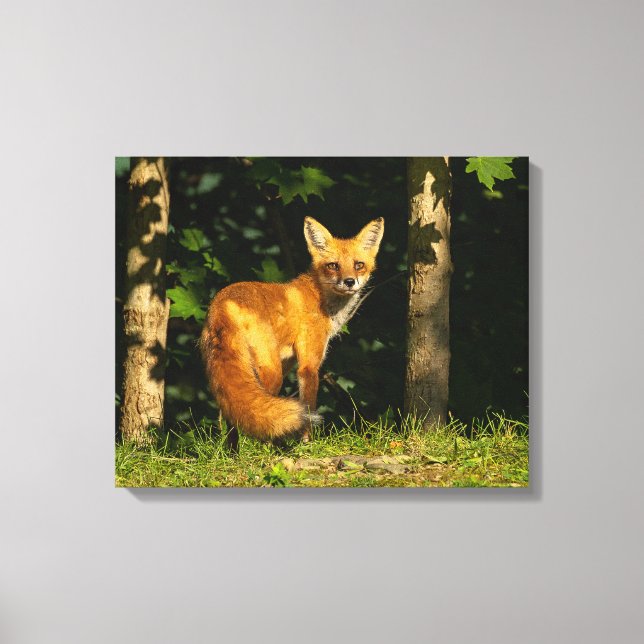 Red Fox Beauty Leinwanddruck (Vorderseite)