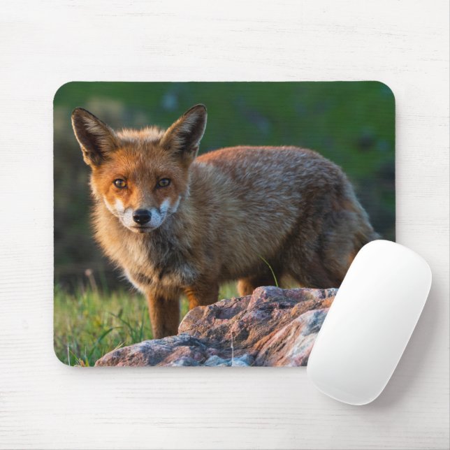 Red Fox bei Sunset, Australien, Wildlife Foto Mousepad (Mit Mouse)