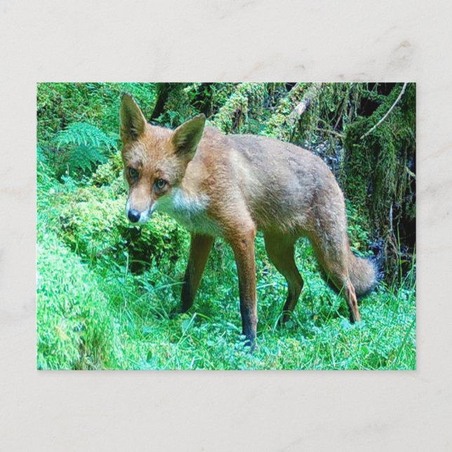 Red Fox Cub Feiertagspostkarte (Vorderseite)