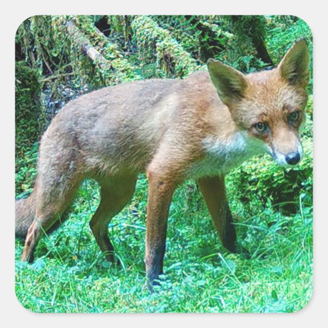 Red Fox Cub Quadratischer Aufkleber (Vorderseite)