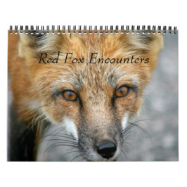 Red Fox Encounters Kalender