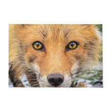 Red Fox Face - Augen