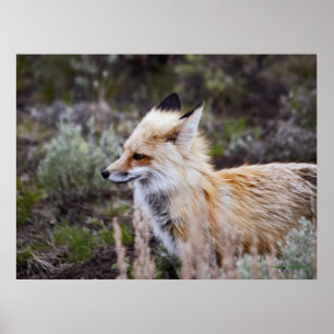 Red Fox - Fine Art Print Poster