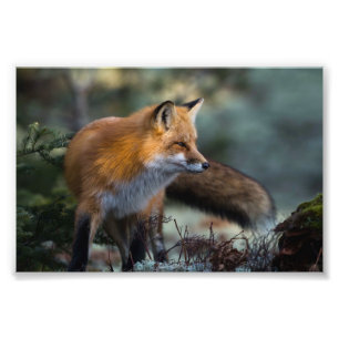 Red Fox Foto Print
