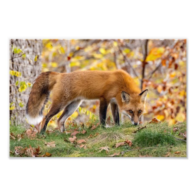 Red Fox gibt den Blick Fotodruck (Vorne)